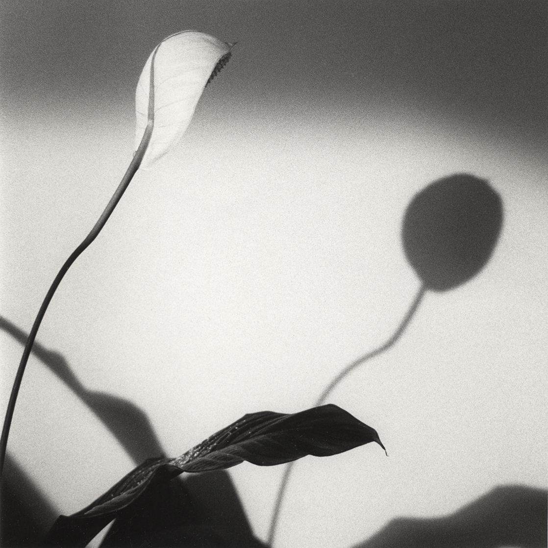 Peace Lily, silver gelatin paper